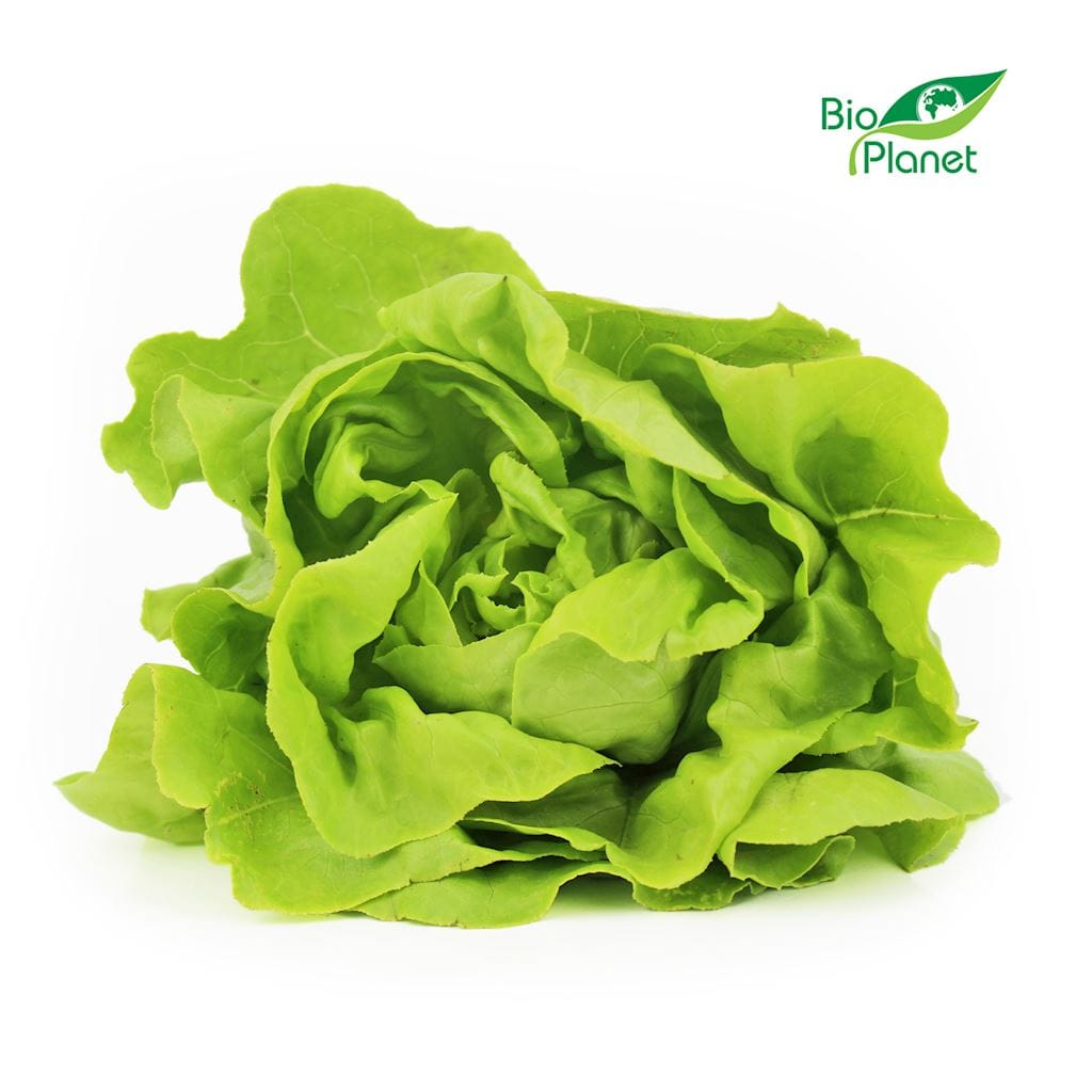 SAŁATA MASŁOWA ŚWIEŻA BIO (POLSKA) (około 0