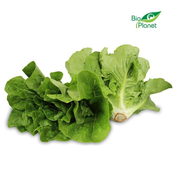 SAŁATA RZYMSKA MINI ŚWIEŻA BIO (POLSKA) (około 0